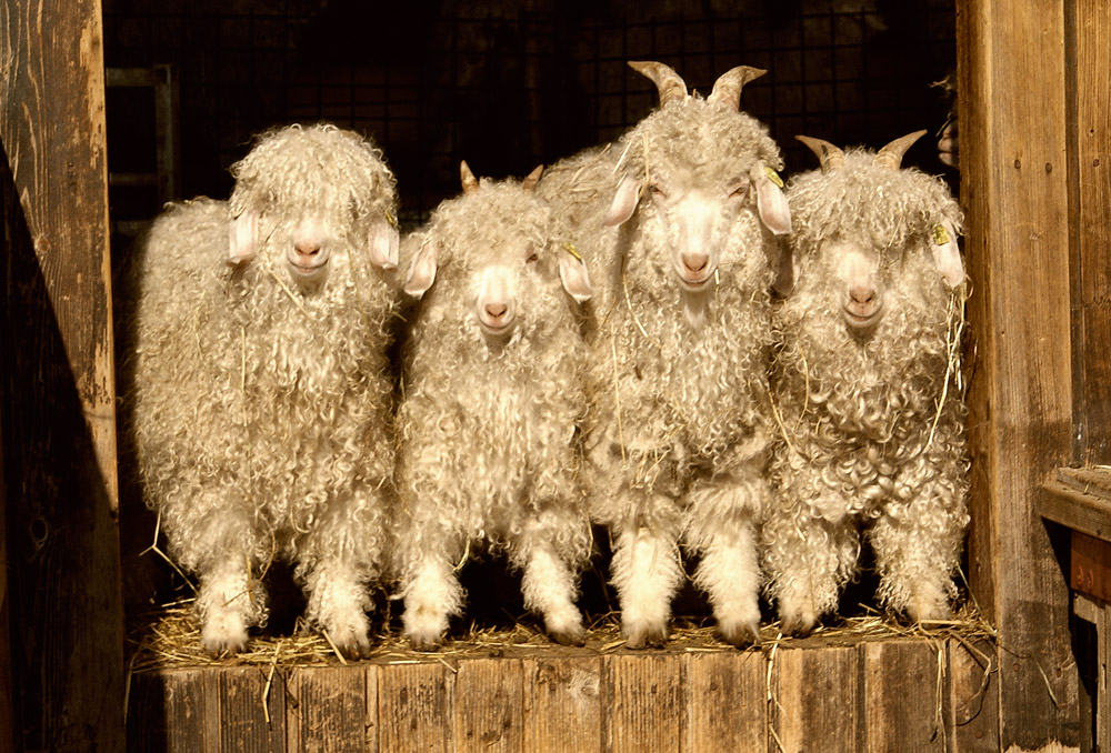 Chèvres angoras, La production de mohair s'affine et s'étoffe